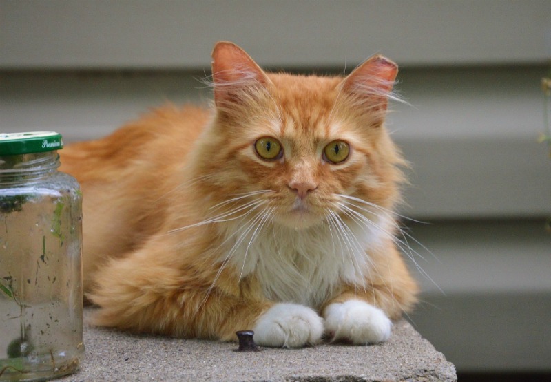 TNRM, A New Acronym for Stray Cats