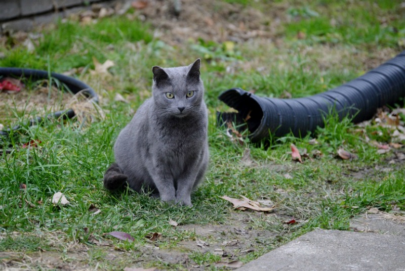 No-Kill Shelters Versus No-Kill Communities