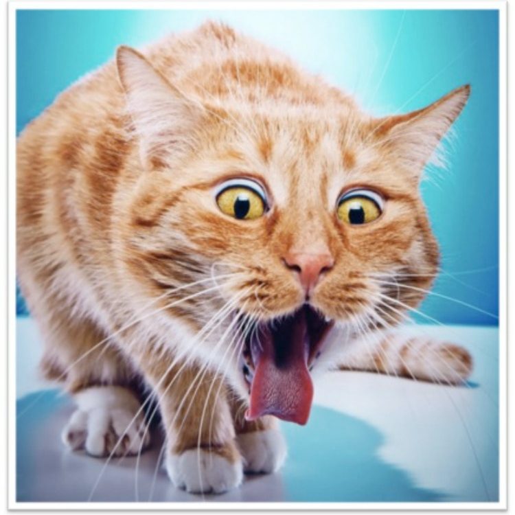 What Food Makes Cats Throw Up