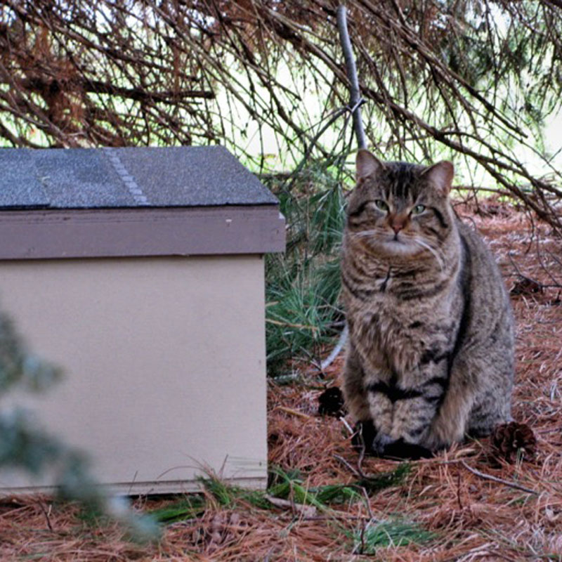 Volunteers build feral cat houses for homeless felines in the county