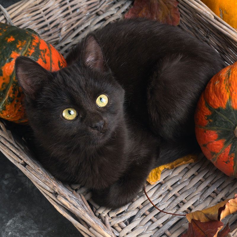 Halloween and International Black Cat Awareness Month