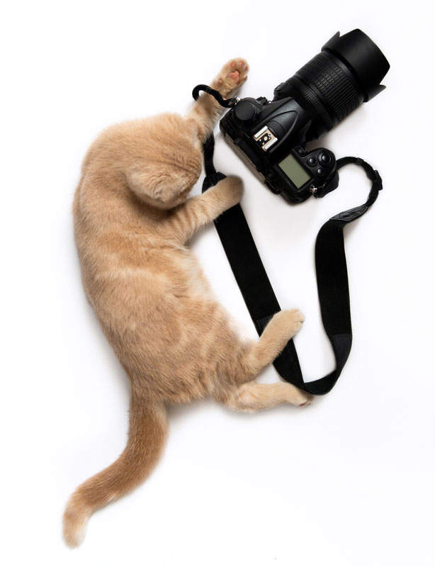 Tips and Tricks for Taking Great Cat Photos