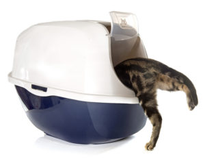 Where to put a litter box in small apartment 3 Litter Box Locations for Apartments and Small Spaces
