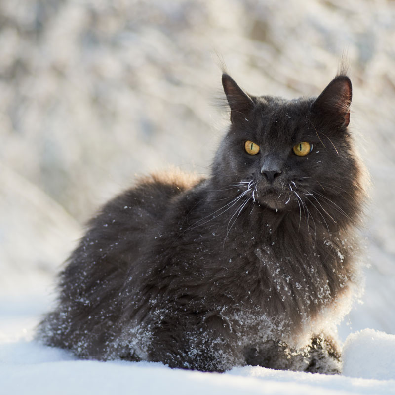 Fall is the Time to Prepare Winter Shelter for Feral Cats