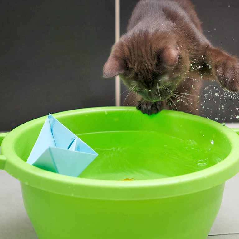 10 DIY Puzzle Cat Feeders You Can Make Today (With Pictures) - Catster
