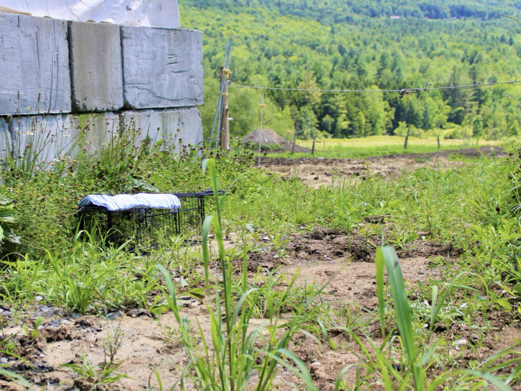 CCP PhotoEssay FarmToTrapAndBack 241127.013