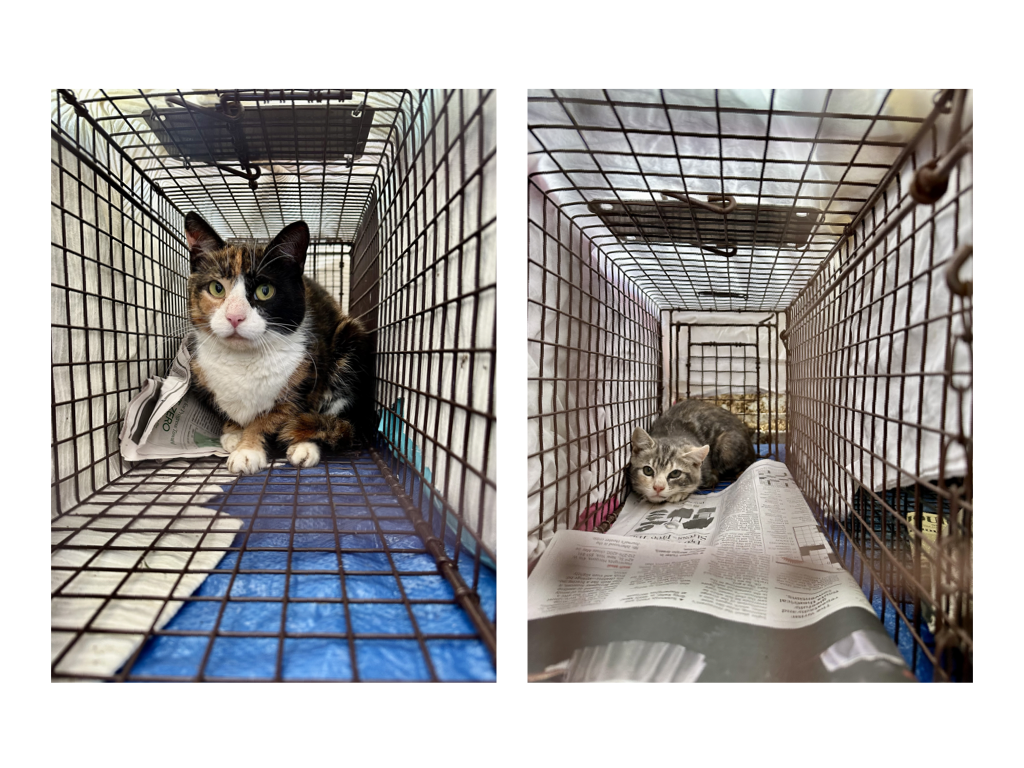 CCP PhotoEssay FarmToTrapAndBack 241127.015