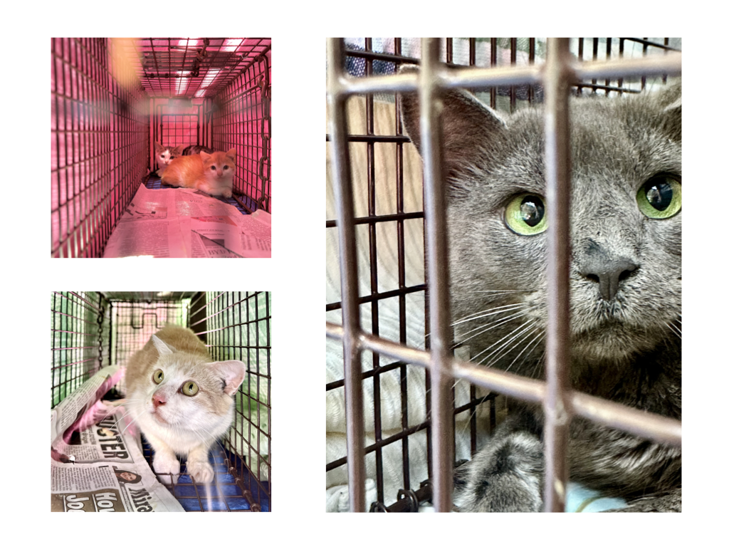 CCP PhotoEssay FarmToTrapAndBack 241127.016