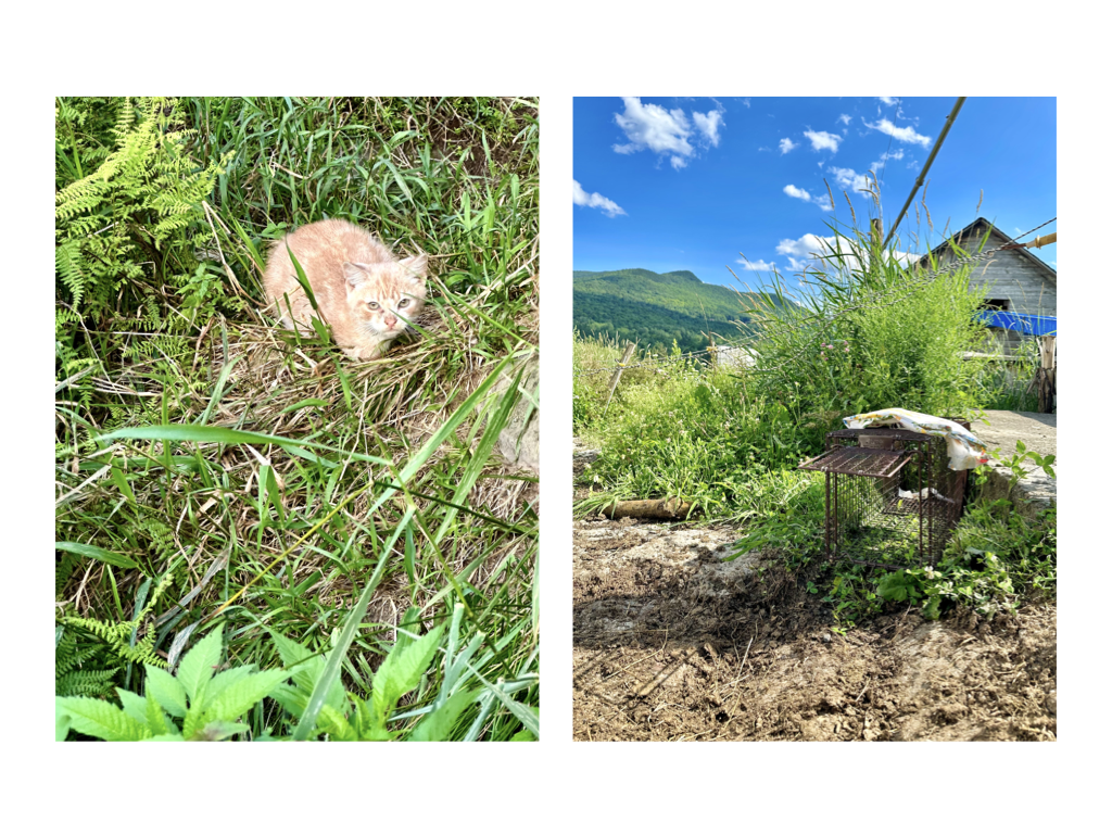 CCP PhotoEssay FarmToTrapAndBack 241127.019