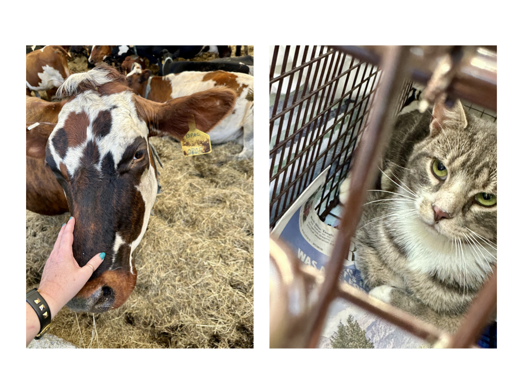 CCP PhotoEssay FarmToTrapAndBack 241127.020