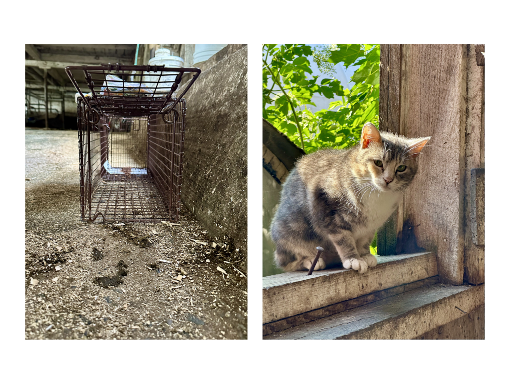 CCP PhotoEssay FarmToTrapAndBack 241127.022