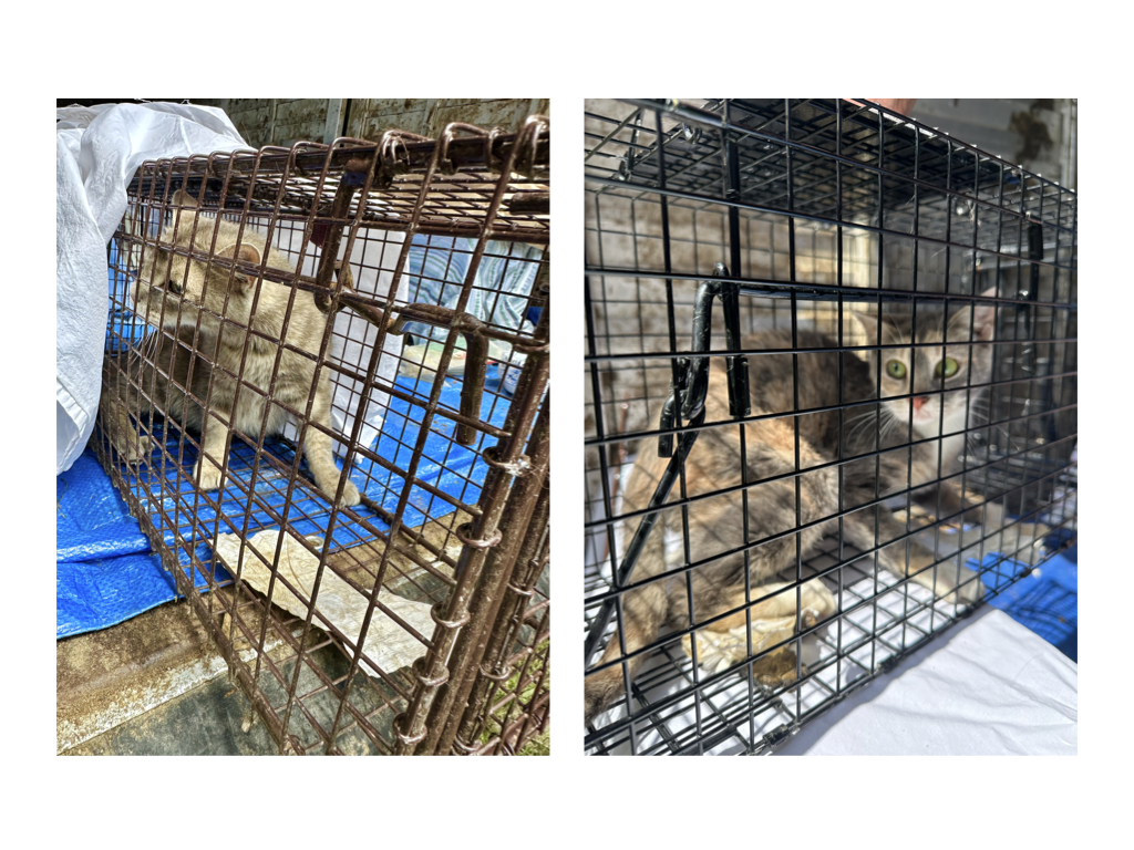 CCP PhotoEssay FarmToTrapAndBack 241127.023