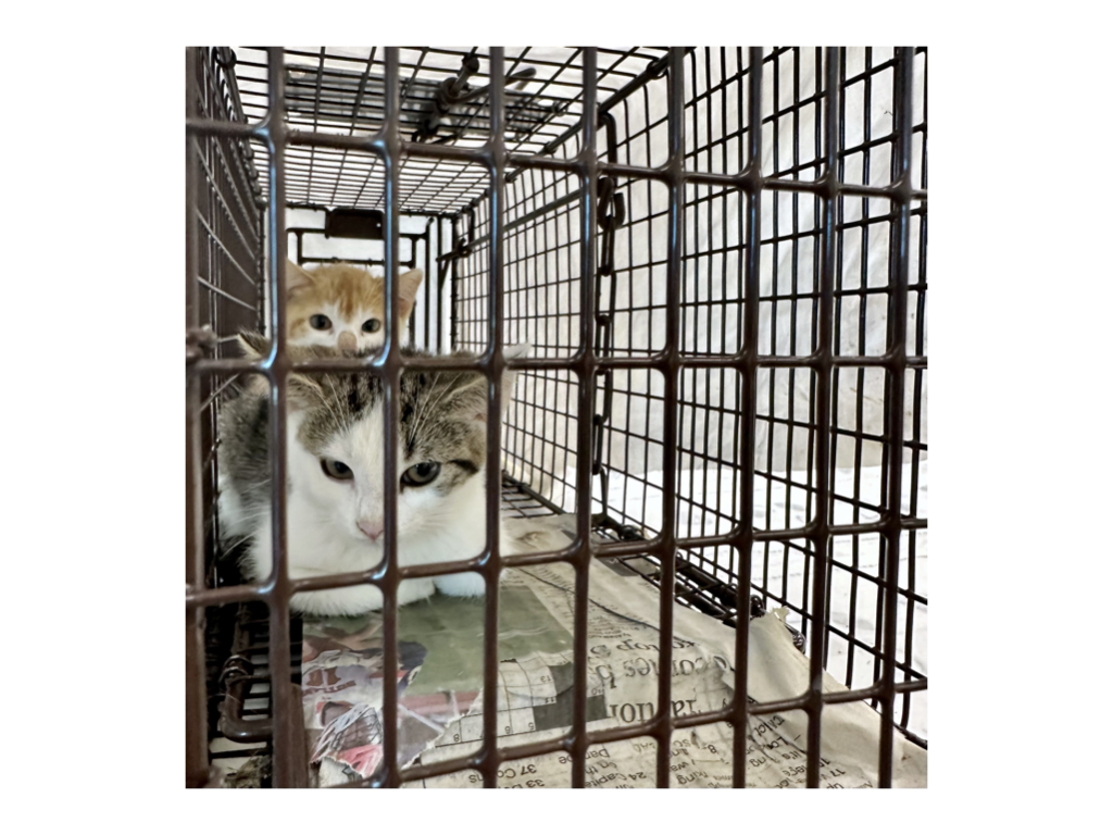 CCP PhotoEssay FarmToTrapAndBack 241127.028