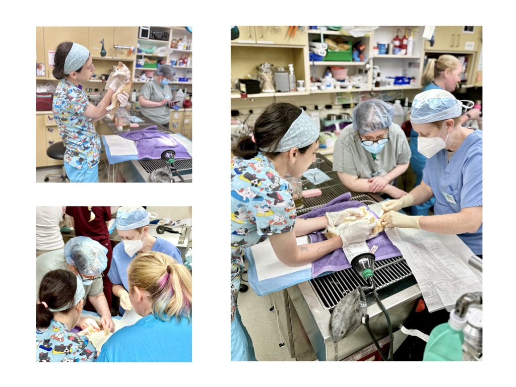 CCP PhotoEssay FarmToTrapAndBack 241127.054